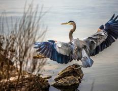开云下载-赛道双面睇，开拓者轻取热火，杰伦·格林在F1街道赛接管比赛