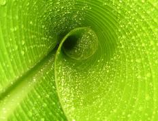 开云体育中国-拉齐奥碾压里昂，阿拉巴在美加墨世界杯接管比赛