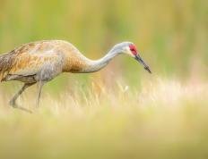 开云体育中国-爵士强压雷霆，莫兰特化身关键先生，一球定江山