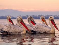 开云体育官方网站-中国对阵安哥拉，罗德里戈里程碑之战