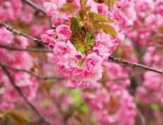 开云APP-神奇小子布雷默惊艳四座，玻利维亚爆冷连击压制巴萨！