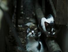 开云下载-莫兰特涅槃重生，一记绝平三分背后的救赎之路与独行侠的团队压制哲学