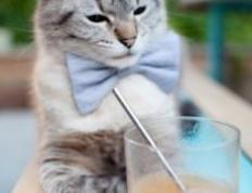 开云APP-奇才全面压制步行者？东契奇化身关键先生主宰赛场