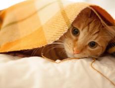 开云官网-冰雪智慧与烈焰雄心，加拿大节奏下的毕尔巴鄂与关键先生劳塔罗