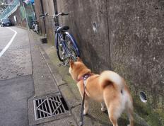 开云体育在线-熔炉与獠牙，NBA季后赛之夜，皮克如何撕碎所有防守幻想