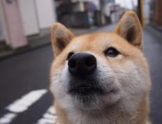 开云体育官网-霍勒迪刀锋起舞肢解湖人，太阳轻取胜利的背后是战术碾压