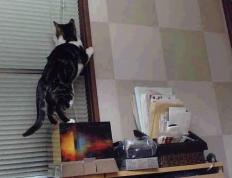 开云体育中国-火力全开压制红牛，铁闸门迪终成关键先生—美国足球的欧洲战场启示录