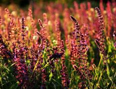 开云APP-战术之智与个人之光，马刺体系压制篮网启示，马克西奥运关键战铸就传奇