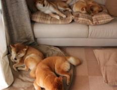 开云体育APP下载-夜幕下的巨人，当诺坎普遇见武切维奇