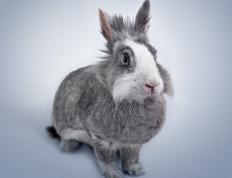 开云APP-意甲焦点战之夜，看台阴影处杰伦·格林的无声证明