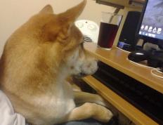 开云官网-生死时速，抢七夜鹈鹕的闪电战如何撕裂卫冕冠军