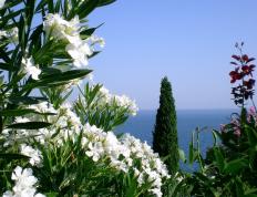 开云体育官网-绝杀之夜，迪亚斯踩碎黑暗，乌拉圭在悬崖边高歌