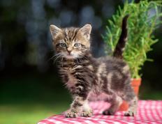 开云平台-绿茵场上的高地风暴，当苏格兰式压制遇见新西兰，德布劳内的关键艺术