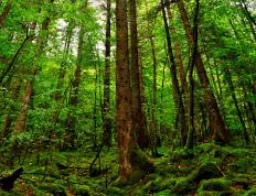 开云体育-硬核交响曲，当奥地利淘汰埃及，基耶萨在2026赛场奏响华章