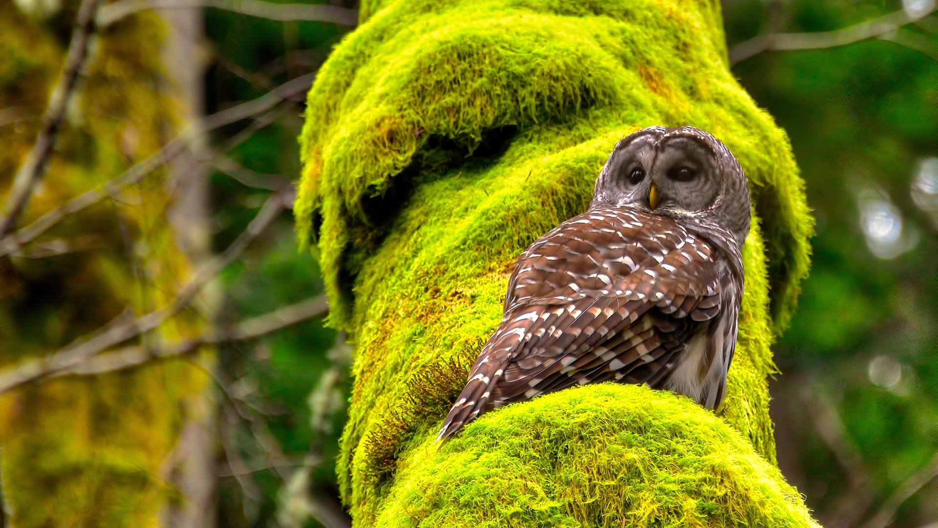开云体育APP下载-从汉堡到荒漠，那个改写几内亚与德国之夜的帕尔默