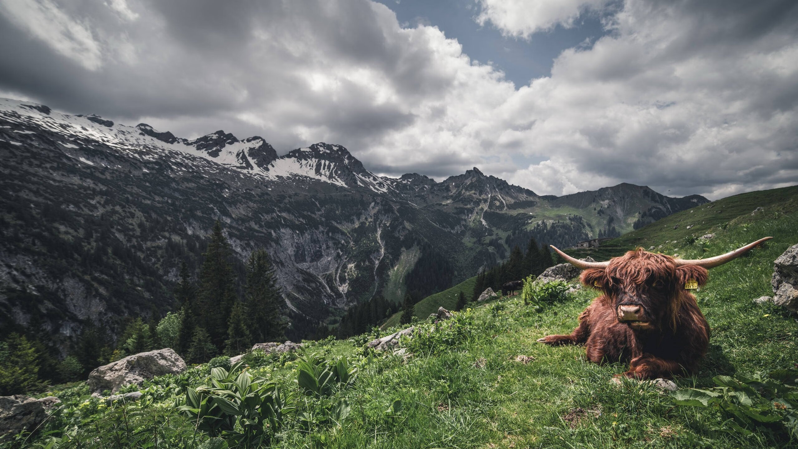 开云体育官网-布伦森独舞，新疆队对阵北京队的生死棋局，由他一手落子