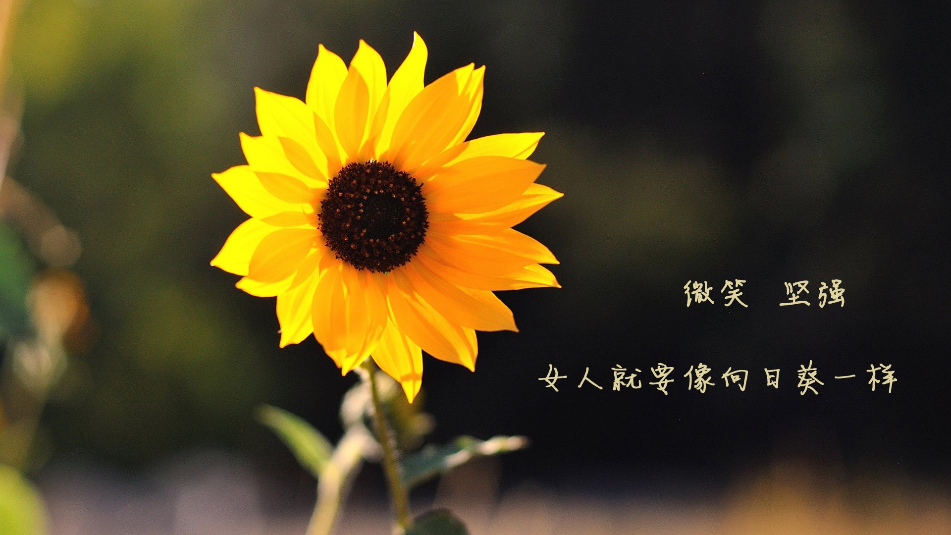 开云体育下载-凯尔特人对阵勇士，约基奇的冠军级表现与篮球智慧