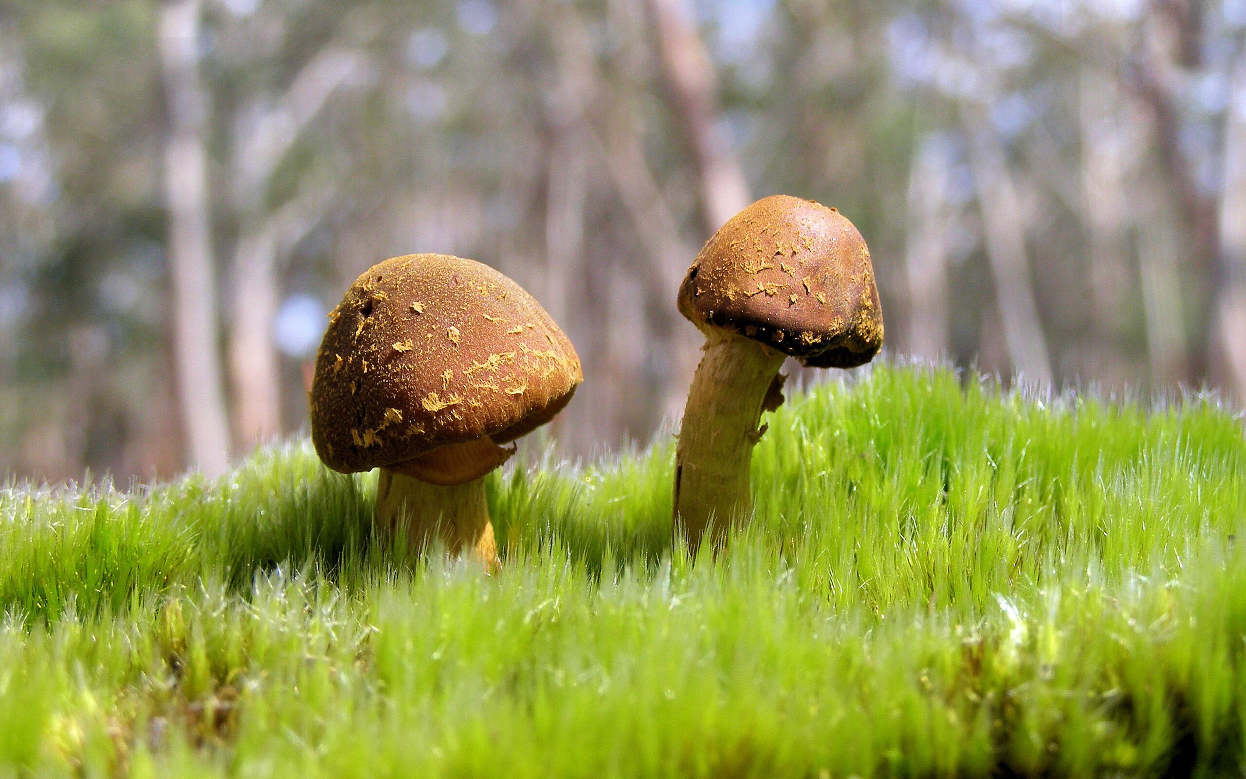 开云体育-指挥家的胜利，库里在抢七之夜引领勇士交响曲