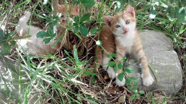 开云体育官网-门神奥纳纳制胜扑救,巴黎火力全开横扫毕尔巴鄂显豪门底蕴