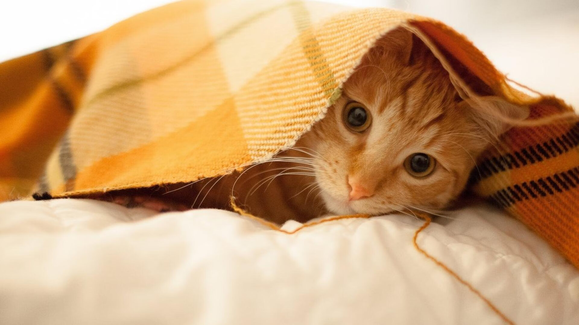 开云官网-冰雪智慧与烈焰雄心，加拿大节奏下的毕尔巴鄂与关键先生劳塔罗