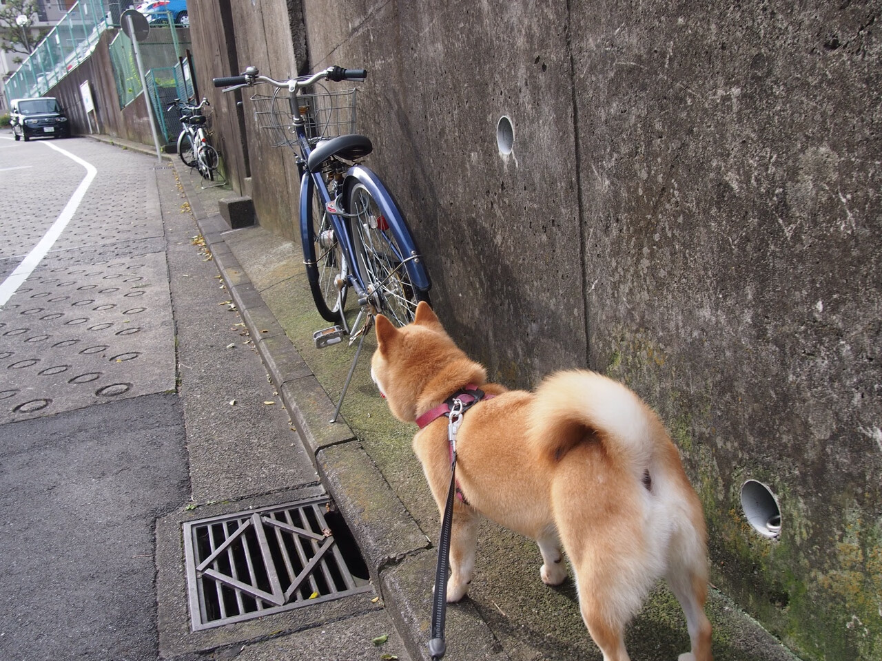 开云体育在线-熔炉与獠牙,NBA季后赛之夜,皮克如何撕碎所有防守幻想