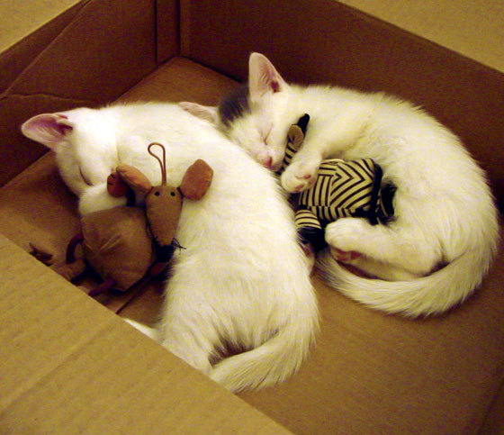 开云体育入口-NBA总决赛焦点战,韩国爆冷埃及,国际篮球新格局的启示