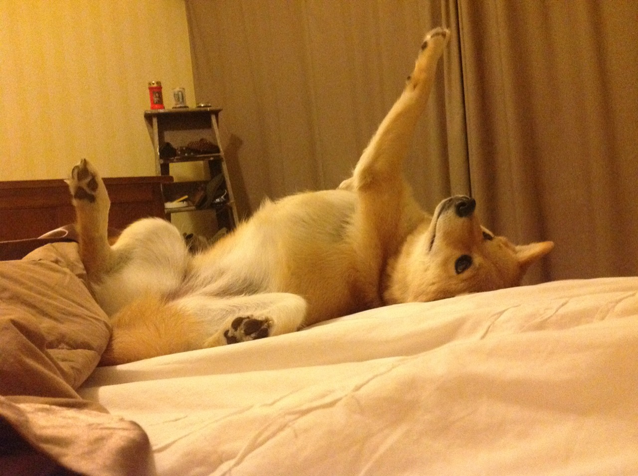 开云体育在线-玻璃与黄沙，当亚平宁的焦点映照委内瑞拉的尘沙