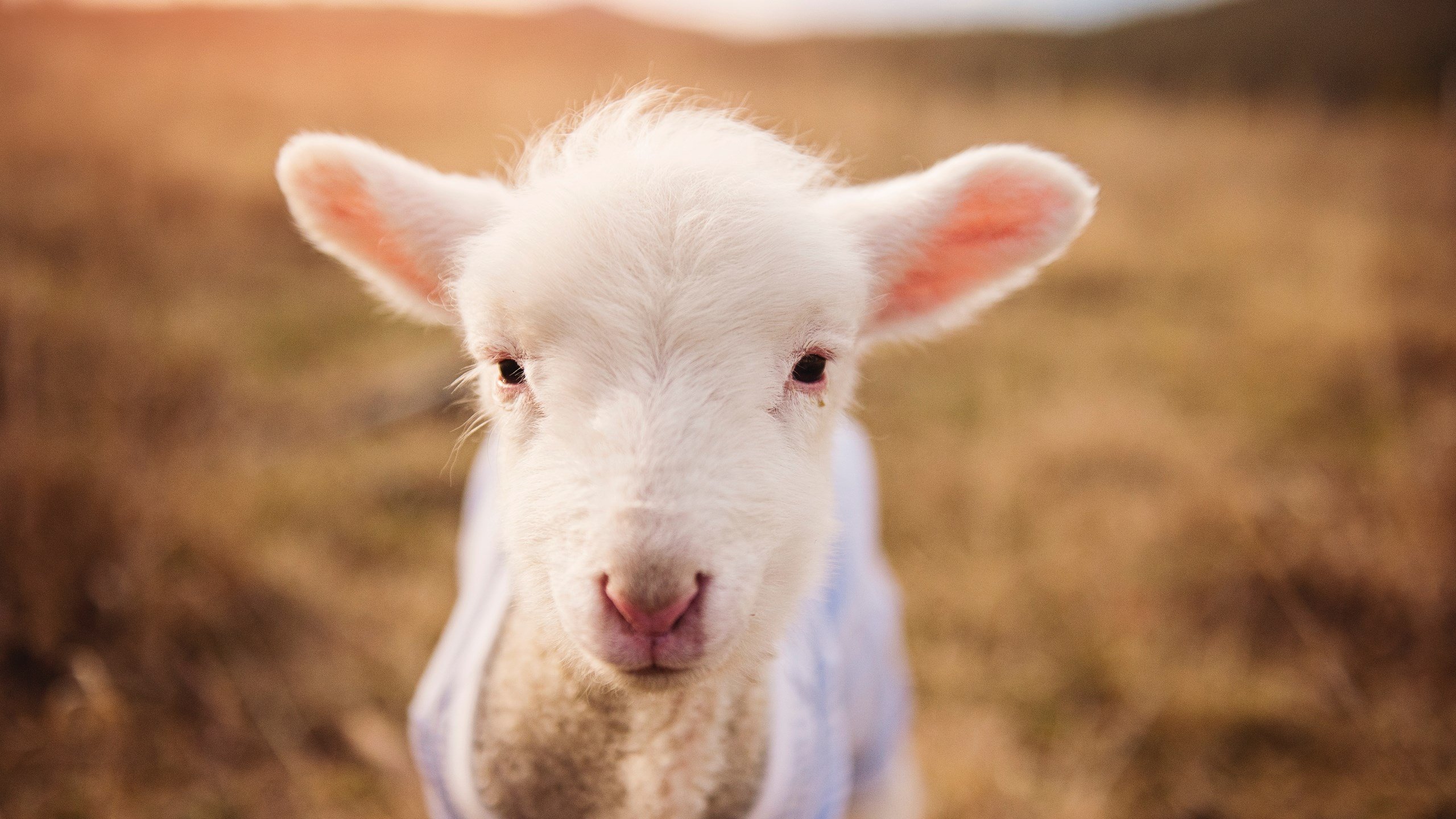 开云体育APP下载-蒂亚戈进攻端无人可挡,拜仁慕尼黑友谊赛冲垮几内亚国家队