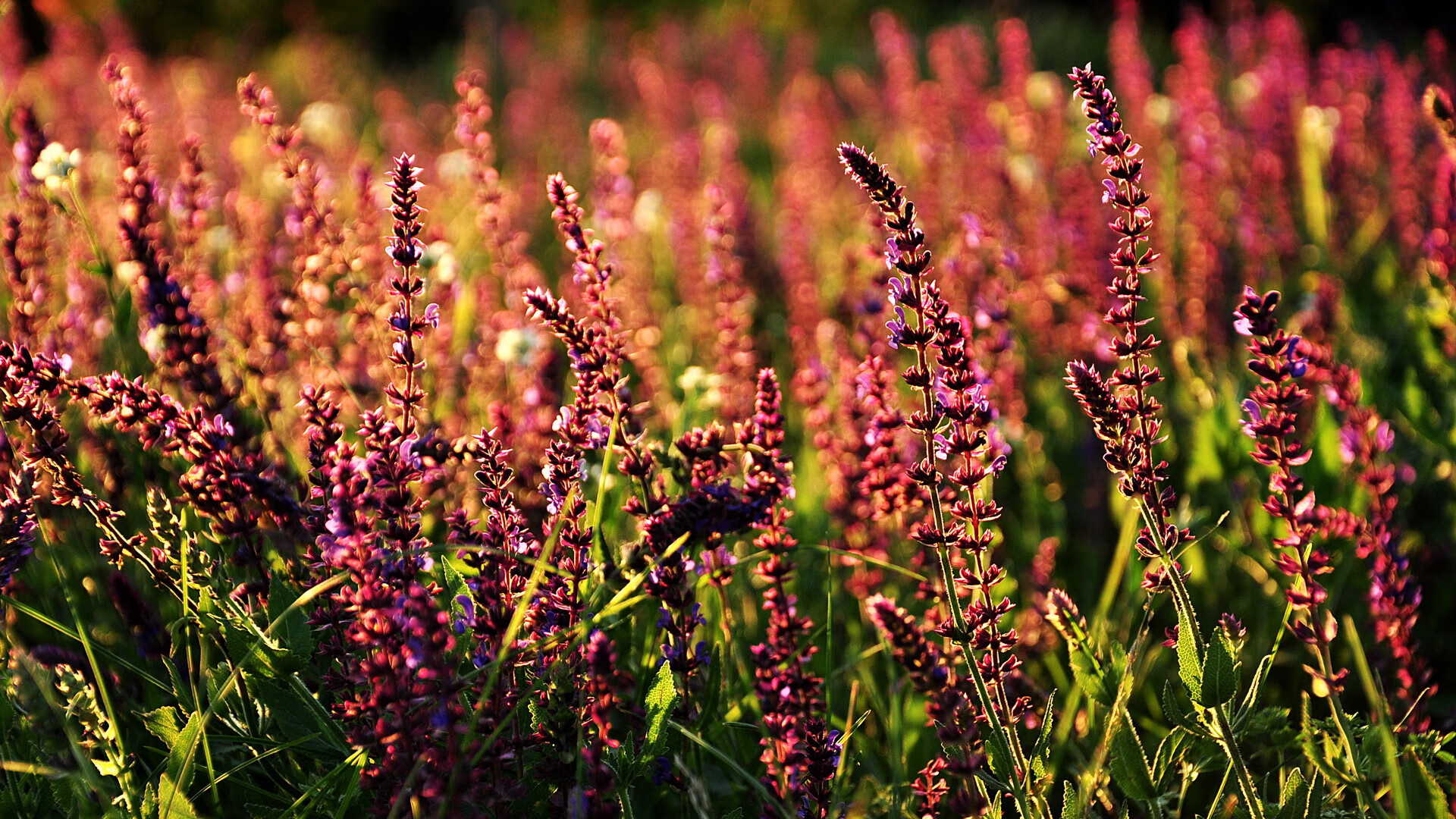 开云APP-战术之智与个人之光，马刺体系压制篮网启示，马克西奥运关键战铸就传奇