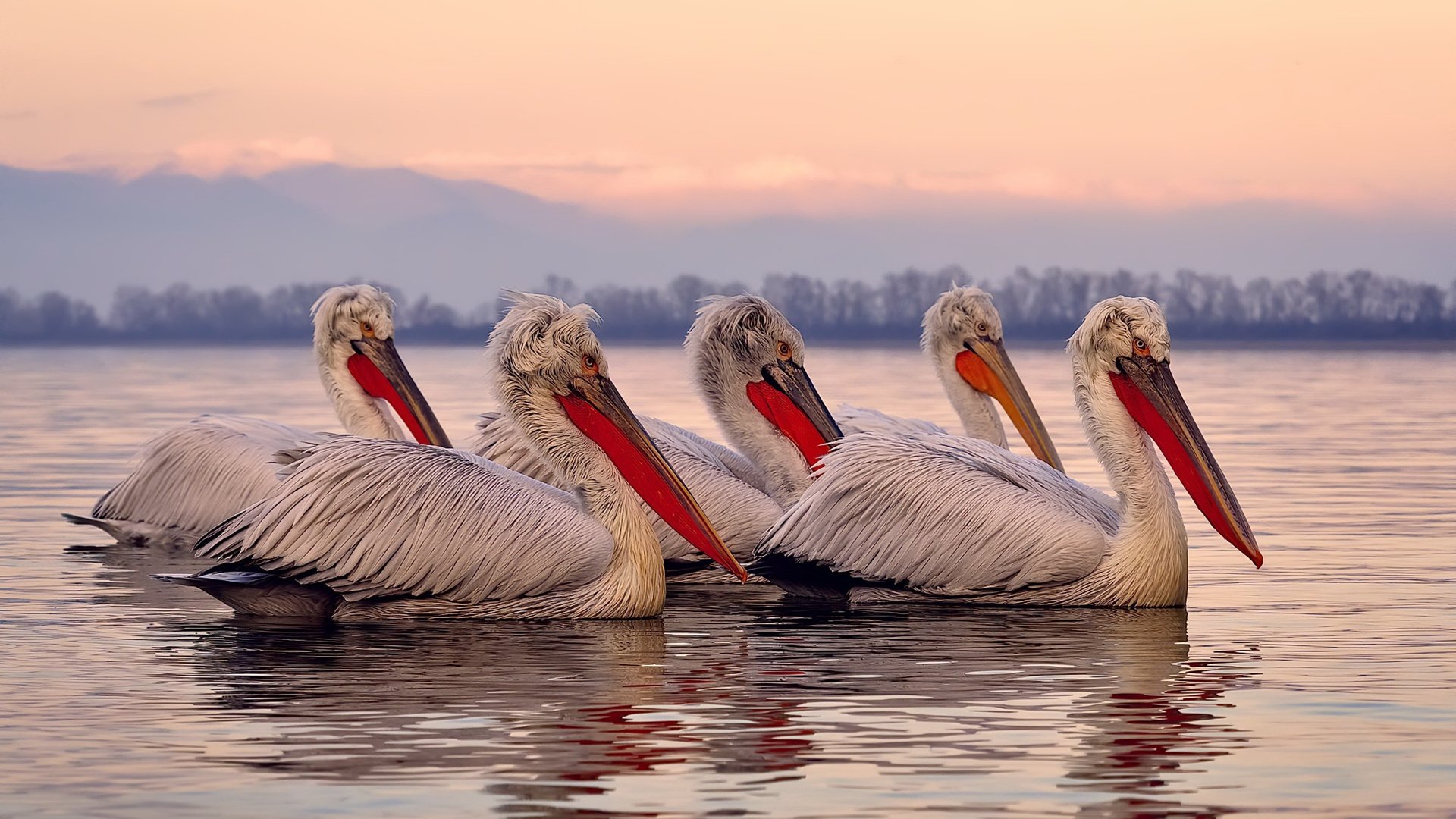 开云体育APP下载-夜幕下的巨人,当诺坎普遇见武切维奇