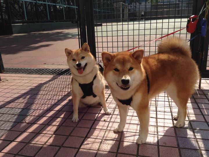 开云体育-篮球世界的夜晚，深圳加时鏖战与切特·霍姆格伦的抢七传奇